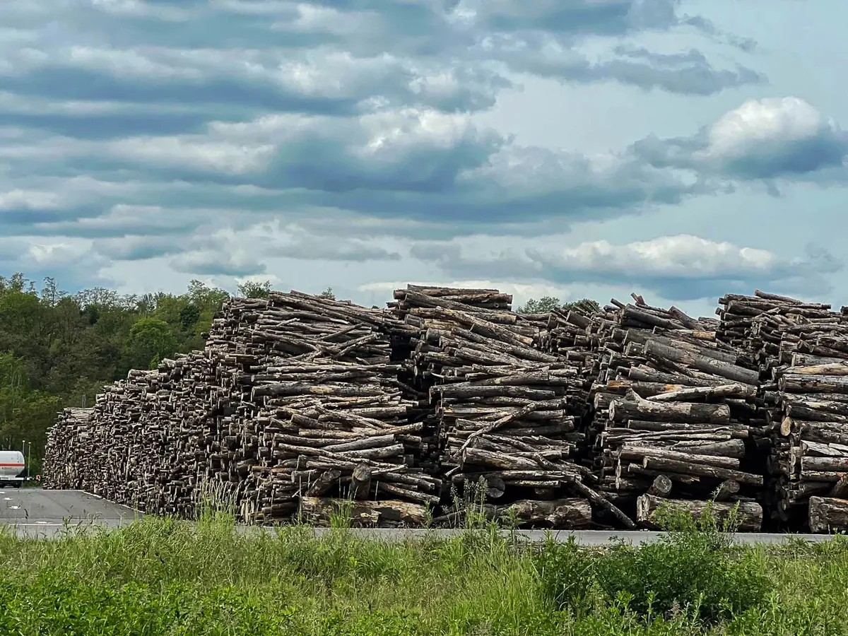 Pilas de madera como biomasa para la industria química